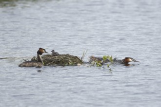 Great crested grebe (Podiceps cristatus) two adult parent birds with a juvenile baby chick on a