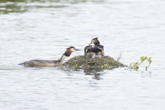 Great crested grebe (Podiceps cristatus) adult parent bird with a juvenile baby chick on its back