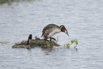 Great crested grebe (Podiceps cristatus) two adult parent birds with a juvenile baby chick at a