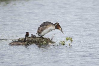 Great crested grebe (Podiceps cristatus) two adult parent birds with a juvenile baby chick at a