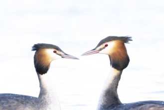 Great crested grebe (Podiceps cristatus) two adult birds during their love courtship display on a