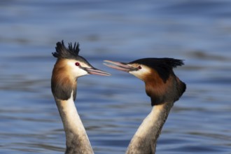 Great crested grebe (Podiceps cristatus) two adult birds during their love courtship display on a