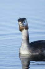 Great crested grebe (Podiceps cristatus) adult bird on a lake, England, United Kingdom