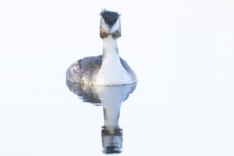 Great crested grebe (Podiceps cristatus) adult bird on a lake, England, United Kingdom