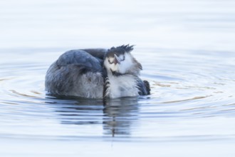 Great crested grebe (Podiceps cristatus) adult bird on a lake, England, United Kingdom