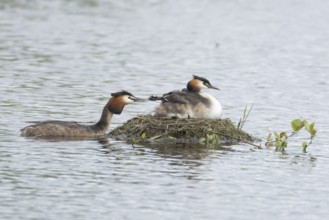 Great crested grebe (Podiceps cristatus) adult parent bird with two juvenile baby chicks on its