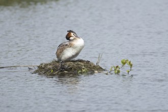 Great crested grebe (Podiceps cristatus) adult parent bird with a juvenile baby chick on a nest on