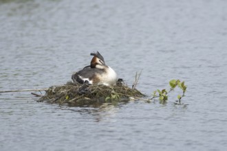 Great crested grebe (Podiceps cristatus) adult parent bird with a juvenile baby chick on a nest on