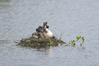 Great crested grebe (Podiceps cristatus) adult parent bird with a juvenile baby chick on a nest on