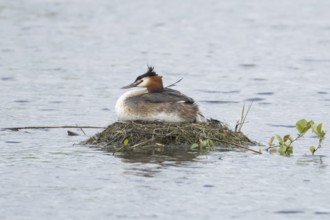 Great crested grebe (Podiceps cristatus) adult parent bird on a nest on a lake in spring, England,