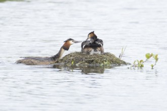 Great crested grebe (Podiceps cristatus) adult parent bird with a juvenile baby chick on its back