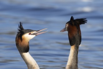 Great crested grebe (Podiceps cristatus) two adult birds during their love courtship display on a