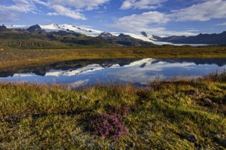 Glacier, reflection, lake, morning light, clouds, flowers, heath, summer, Fjallsjökull, Vatnajökull