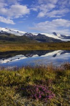 Glacier, reflection, lake, morning light, clouds, flowers, heath, summer, Fjallsjökull, Vatnajökull