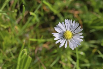 Daisy (Bellis perennis), flower on a lawn in a garden, Wilnsdorf, North Rhine-Westphalia, Germany
