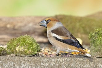 Hawfinch (Coccothraustes coccothraustes), male at a feeder in the garden, North Rhine-Westphalia,