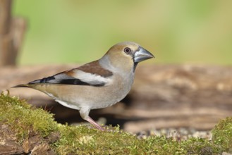 Hawfinch (Coccothraustes coccothraustes), female at a feeder in the garden, North Rhine-Westphalia,