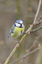Blue tit (Parus caeruleus), sitting in the bushes of a dog rose (Rosa canina), Wilnsdorf, North