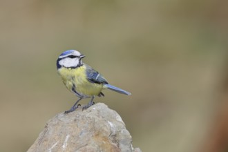 Blue tit (Parus caeruleus), sitting on a stone on the forest floor, Wilnsdorf, North