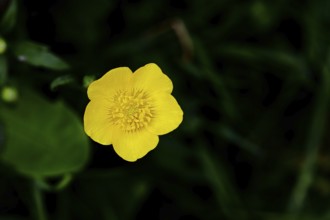 Buttercup, buttercup (Ranunculus acris), yellow flower in a meadow, close-up, Wilnsdorf, North
