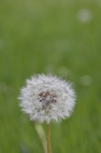 Seed stand, common dandelion (Taraxacum sect. Ruderalia), in a meadow, close-up, Wilnsdorf, North