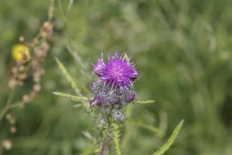 Marsh thistle (Cirsium palustre), flowers, Wilnsdorf, North Rhine-Westphalia, Germany