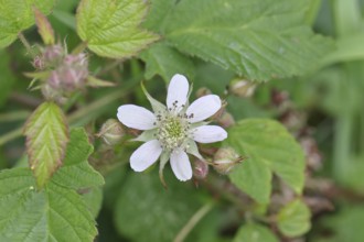 Blackberries (Rubus sectio Rubus), blossom on the bush, close-up, Wilnsdorf, North
