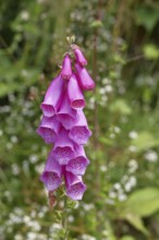 Common foxglove (Digitalis purpurea), flowers, close-up, from the plantain family, highly toxic,