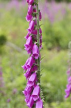 Common foxglove (Digitalis purpurea), flowers, close-up, from the plantain family, highly toxic,