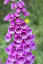 Common foxglove (Digitalis purpurea), flowers, close-up, from the plantain family, highly toxic,