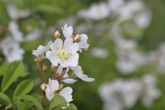 Bibernell rose (Rosa spinosissima L., syn.: Rosa pimpinellifolia L.), also called dune rose, earth