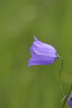 Meadow bellflower (Campanula patula), blue flower, on a rough meadow, Wilnsdorf, North
