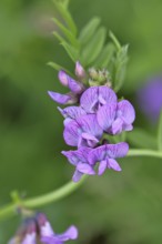 Fence vetch (Vicia sepium), flower, Wilnsdorf, North Rhine. Westphalia, Germany