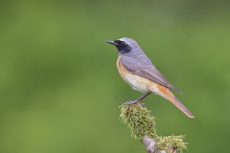 Redstart (Phoenicurus phoenicurus), male on a moss-covered branch, songbird, wildlife, Wilnsdorf,