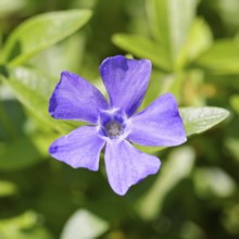 Bigleaf Periwinkle (Vinca major), blue flower in the garden, Wilnsdorf, North Rhine-Westphalia,