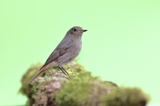 Black redstart (Phoenicurus ochruros), female on a moss-covered tree stump in a garden, Wilnsdorf,