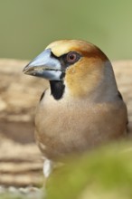 Hawfinch (Coccothraustes coccothrautes), in the forest, animal portrait, Wilnsdorf, North