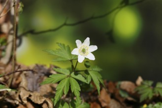 Wood anemone (Anemone nemorosa), flowering in a beech forest, spring, Wilnsdorf, North