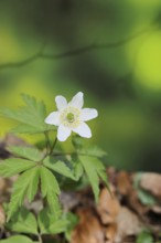 Wood anemone (Anemone nemorosa), flowering in a beech forest, spring, Wilnsdorf, North