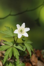 Wood anemone (Anemone nemorosa), flowering in a beech forest, spring, Wilnsdorf, North