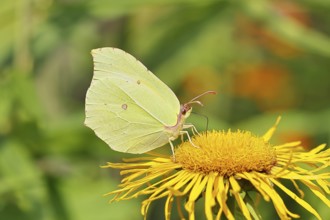 Lemon butterfly (Gonepteryx rhamny) on a yellow flower of a Great Telekie (Telekia speciosa),