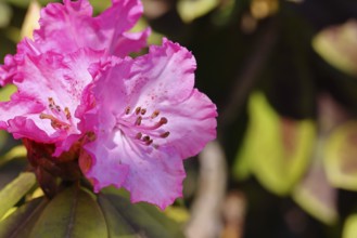 Rhododendron flowers (Rhododendron Homer), purple flowers, in a garden, Wilnsdorf, North
