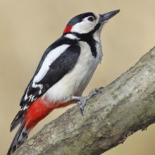 Great spotted woodpecker (Dendrocopos major), male, sitting on a branch, Wilnsdorf, North