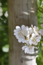 Bibernell rose (Rosa spinosissima L., syn.: Rosa pimpinellifolia L.), also called dune rose, earth