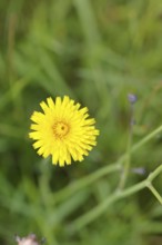 Hieracium lachenalii (Picris hieracioides), hawkweed bitterweed, yellow flower on a rough meadow,