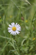Daisy (Leucanthemum vulgare), flower in a meadow, close-up, macro, Wilnsdorf, North