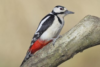 Great spotted woodpecker (Dendrocopos major), male, sitting on a branch, Wilnsdorf, North