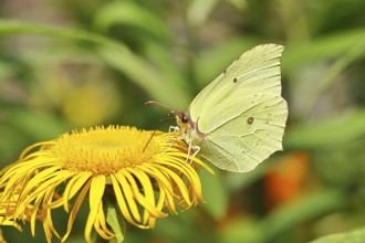 Lemon butterfly (Gonepteryx rhamny) on a yellow flower of a Great Telekie (Telekia speciosa),