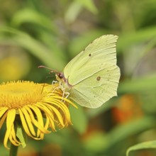 Lemon butterfly (Gonepteryx rhamny) on a yellow flower of a Great Telekie (Telekia speciosa),