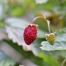 Forest strawberry (Fragaria vesca), ripe fruit, Wilnsdorf, North Rhine-Westphalia, Germany